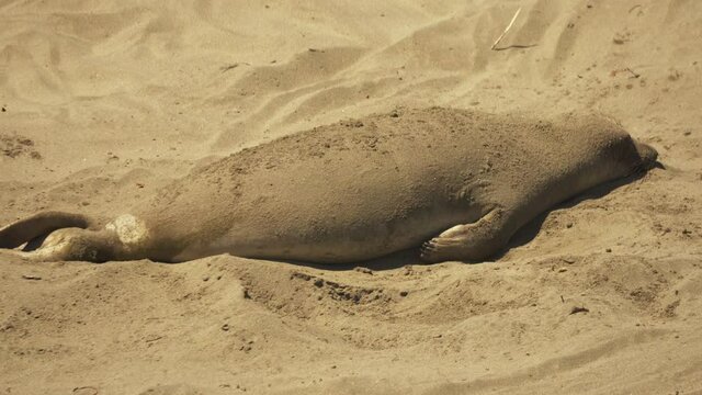 Close view of a juvenile Elephant Seal resting in the hot afternoon sun. Covered in sand to keep cool.