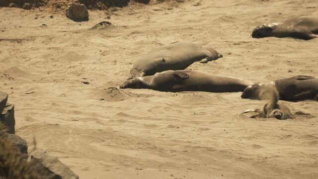 Young Elephant Seals relax in the sun and throw sand on themselves to keep cool. California Elephant Seal rookery.