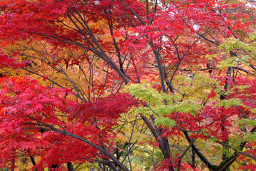 autumn leaves in the japanese garden @kyoto / 紅葉の進むもみじの木々@秋の京都(広角撮り)