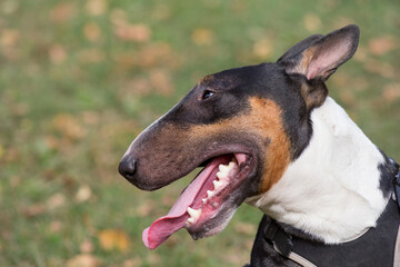 Portrait of cute miniature bull terrier in the autumn park. Two years old. Pet animals.
