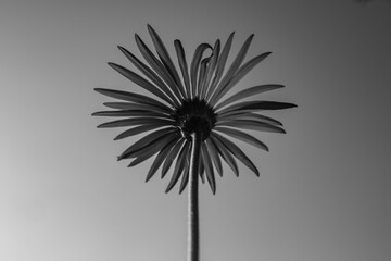 An Abstract Selective focus Macro image of a Gerber a flower from a low angle