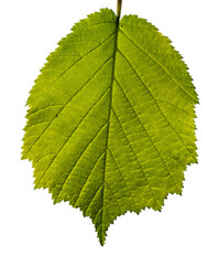 hazel tree leaf detail with veins on white background