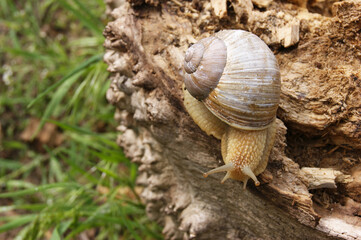 An ordinary in shell garden snail crawling on a stump.