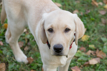 Naklejka na ściany i meble Cute labrador retriever puppy is looking at the camera. Four month old. Pet animals.