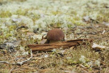 Baautiful mushroom among the moss