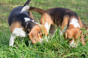 Two cute english beagle puppies are sniffing out traces in the green grass. Pet animals.