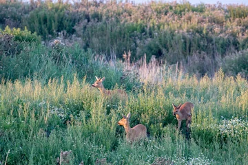 Türaufkleber A group of European roe deer (Capreolus capreolus) in the dunes on the north sea island Juist, East Frisia, Germany, Europe, in early morning light. © DirkR