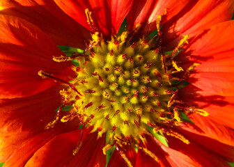 A Macro Selective focus image of a vibrant colored flower 