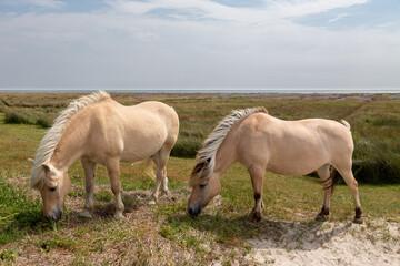 Naklejka na ściany i meble Horses on the salt meadows on the East Frisian island Juist, Germany.