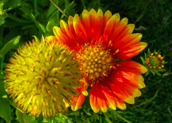 background, beautiful, beautiful flower, beauty, bloom, blooming, blossom, botanic, botanical, botany, bouquet, closeup, color, colorful, colour, daisy, flora, flower, garden, green, leaf, macro, natu