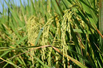 the green ripe paddy plant grains in the season.