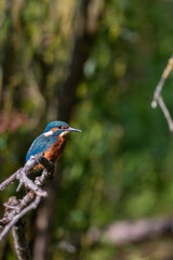 Juvenile Kingfisher (Alcedo atthis) in the nature protection area Moenchbruch near Frankfurt, Germany.
