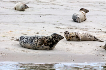 Harbor Seals (Phoca vitulina) and Grey Seals (Halichoerus grypus) on a sandbank in the wadden sea...