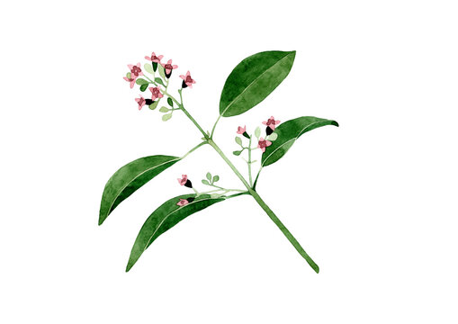 Watercolor Santalum album illustration. Hand drawn sandalwood branch with leaves and flowers isolated on white background. Herbal medicine and aroma therapy. Cosmetics and medical plant.