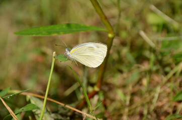 the small beautiful white butterfly hold on green grass with plant.