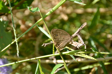 the small beautiful brown butterfly hold on green grass with plant.
