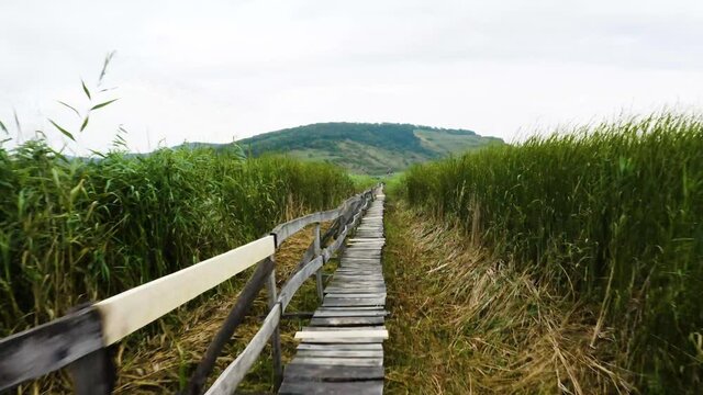 Low aerial shot of a wood deck over a reed marsh. Wildlife reserve