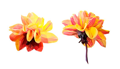 Vector set of yellow flower isolated on white background. Bright sunny summer detailed and accurate design in low poly style. Floral design element.