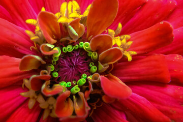 Selective focus Macro image of a zinnia flower bud with vibrant colors and blur green background