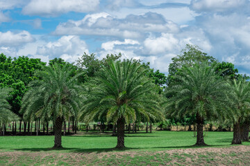 The row of palm trees in the public park.