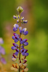 A closeup Macro image of a flower stem with vibrant colors and blur background