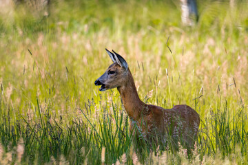 Samica Sarna Koza Capreolus spaceruje po zielonej łące, ostoja zwierzyny, piekna wysoka zielona trawa na łące © PeterG