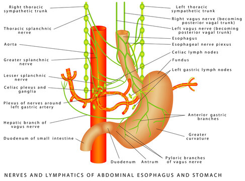 Abdomen. Nerves and lymphatics of abdominal esophagus and stomach. Nerve supply to the stomach. Autonomic Innervation of Stomach