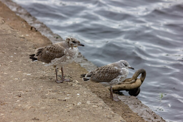 Chicks of seagulls on a pier near the water. Bird and sea close-up. Plumage. Wild birds background.