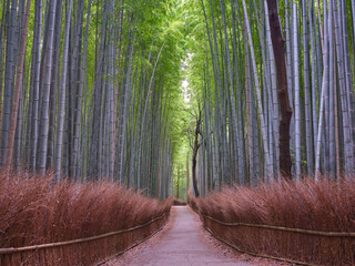 嵯峨野の竹林 