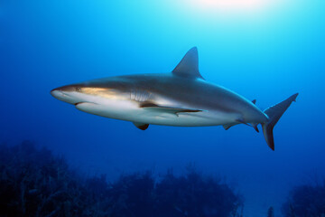 The Caribbean reef shark (Carcharhinus perezii) swims over reef in blue. A large reef shark with a bronze luster on its side.