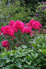 rote Phlox-Blumen im Sommergarten