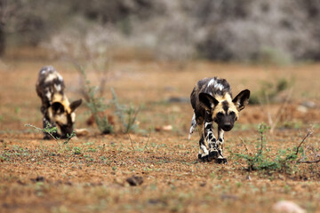 The African wild dog, African hunting dog, or African painted dog (Lycaon pictus) two young dogs begin hunting. The young dog carefully sneaks up to the prey. - obrazy, fototapety, plakaty