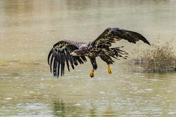 White Tailed Eagle (Haliaeetus albicilla) in flight. Also known as the ern, erne, gray eagle, Eurasian sea eagle and white-tailed sea-eagle. Wings Spread. Poland, Europe. Birds of prey.