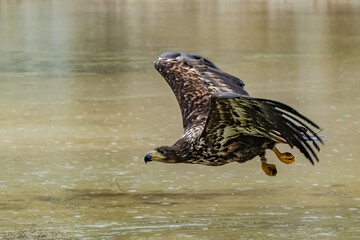 White Tailed Eagle (Haliaeetus albicilla) in flight. Also known as the ern, erne, gray eagle, Eurasian sea eagle and white-tailed sea-eagle. Wings Spread. Poland, Europe. Birds of prey.