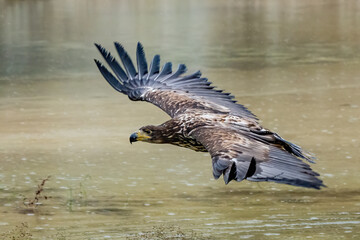 White Tailed Eagle (Haliaeetus albicilla) in flight. Also known as the ern, erne, gray eagle, Eurasian sea eagle and white-tailed sea-eagle. Wings Spread. Poland, Europe. Birds of prey.