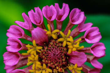 Selective focus Macro image of a zinnia flower bud with vibrant colors and blur green background