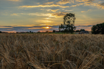The photographer in the wheatfield  - Der Fotograf im Weizenfeld