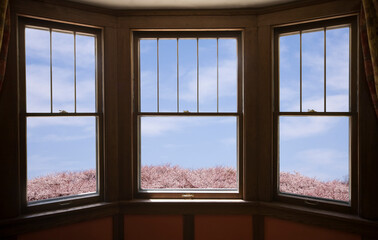 窓から桜