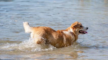 Welsh Corgi Pembroke dog playing in the water on the beach