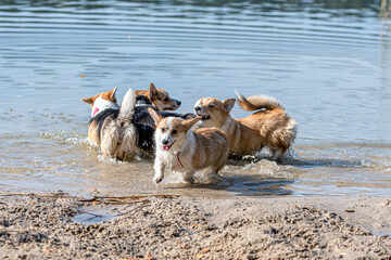 several happy Welsh corgi dogs playing and jumping in the water on the beach