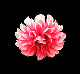 Vector red dahlia flower isolated on black background. Bright detailed and accurate design in low poly style. Floral design element.
