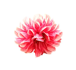 Vector red dahlia flower isolated on white background. Bright detailed and accurate design in low poly style. Floral design element.