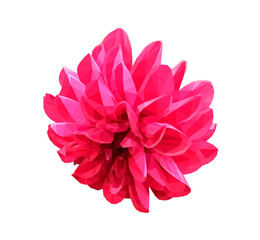 Vector red dahlia flower isolated on white background. Bright detailed and accurate design in low poly style. Floral design element.