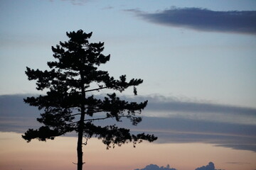 一本の松の木のシルエット、宮城県名取市/A lone pine tree survived the tsunami...