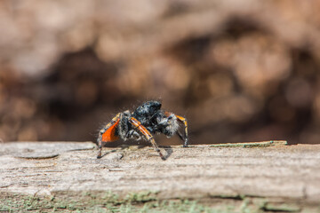 Jumping spider in spring on a branch