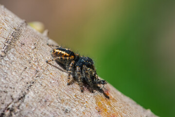 Jumping spider in spring on a branch