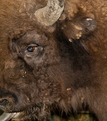 European bison (Bison bonasus), also known as the wisent. Muzzle of an animal at close range. The bull stuck out his tongue. © Piotr