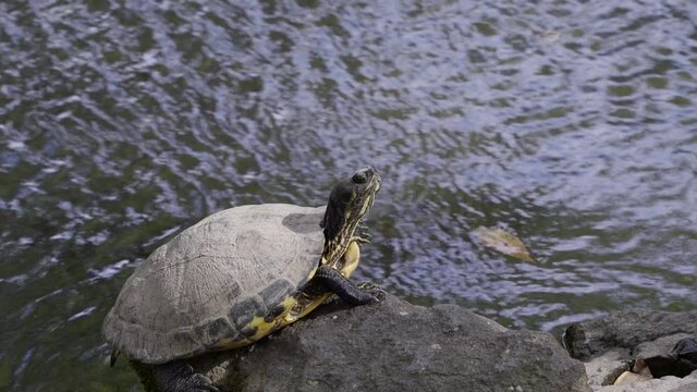 Close up of calmly breathing turtle basking on rock against busy pond with moving water behind it