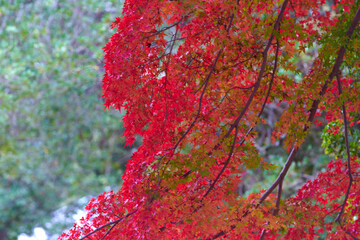 紅葉のカエデ