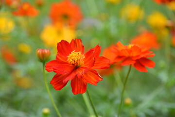 キバナコスモス